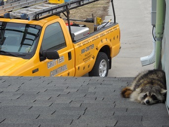 Raccoon And Critter Control