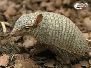 Critter Control of Edgewood