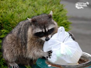 Critter Control® of Holden Heights