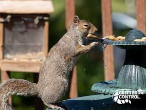 Critter Control® of Hunter’s Creek