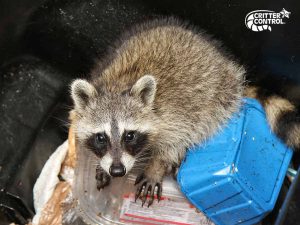Critter Control® of Oak Ridge