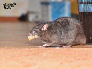 Critter Control® of Pine Castle