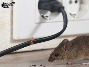 Critter Control® of Sand Lake