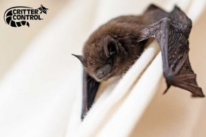 Critter Control® of Williamsburg