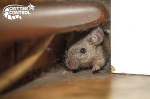 Critter Control® of Casselberry