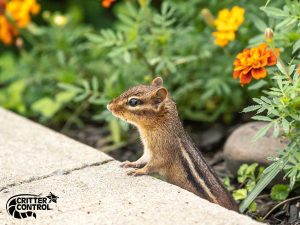 rodent removal