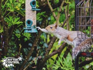 squirrel removal
