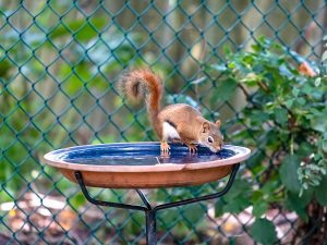 squirrel removal
